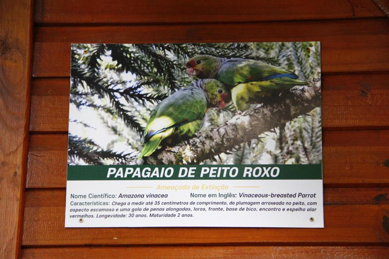Recanto Da Mata Pousada Сан-Франсіску-ді-Паула Екстер'єр фото