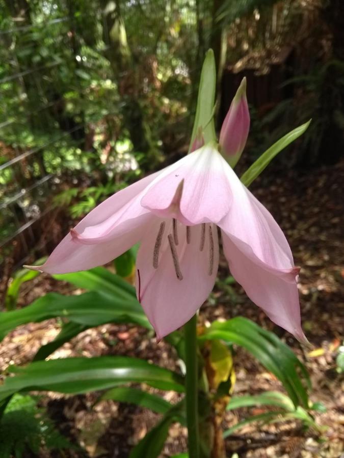 Recanto Da Mata Pousada Сан-Франсіску-ді-Паула Екстер'єр фото